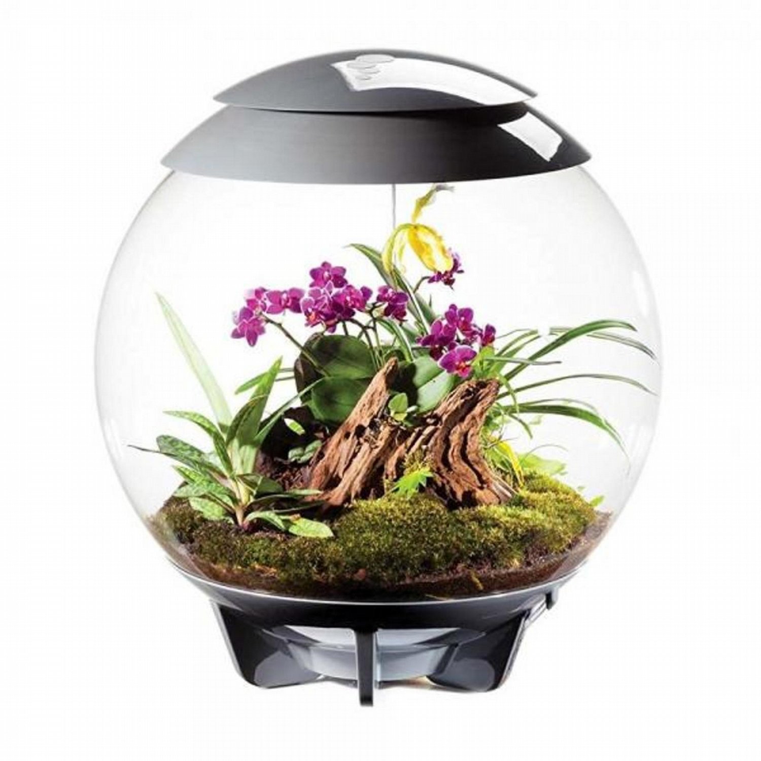 BiORB Terrariums for Offices Low Maintenance Plant Displays