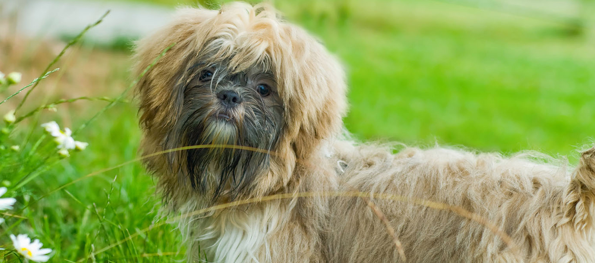 Leicester Dog Grooming Mobile Leicester Dog Grooming Mobile