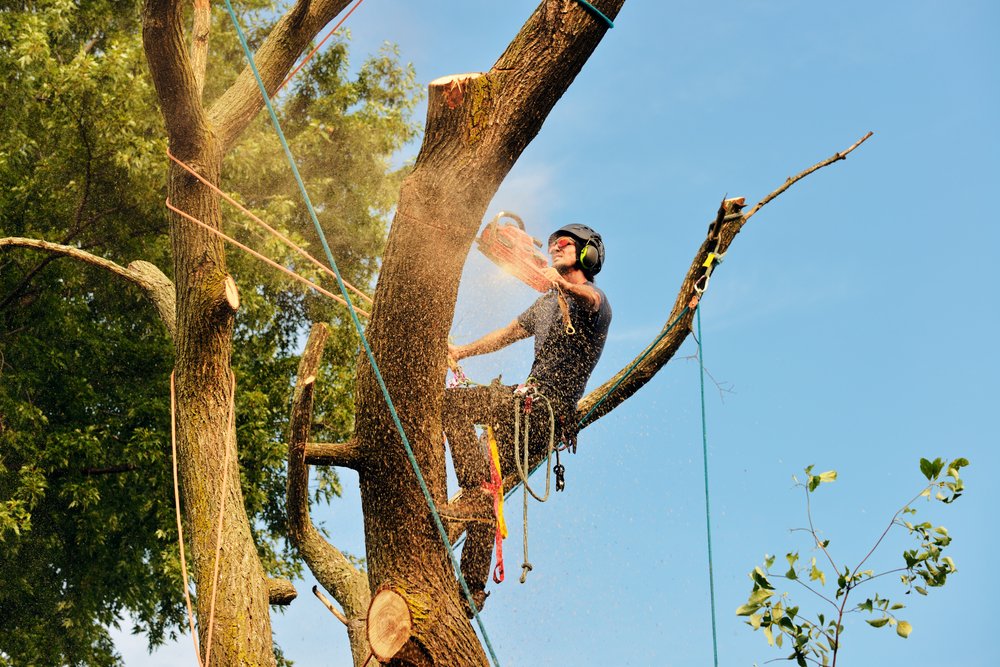 CQ Trees Rockhampton Tree Services