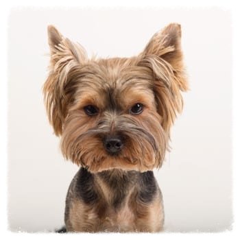 yorkie info center terrier information center all about yorkies yorkie info center terrier information center all about yorkies