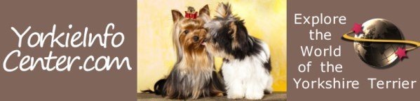 yorkie top knot yorkie top knots the terrier information center yorkie top knot yorkie top knots the terrier information center