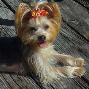 yorkies with bows the cutest yorkie photo gallery yorkies with bows the cutest yorkie photo gallery
