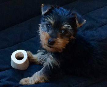 when do yorkies change color yorkie puppy hair changing color 4k wallpapers when do yorkies change color yorkie puppy hair changing color 4k wallpapers