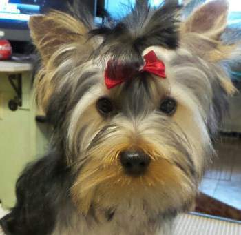 black and yorkie details of yorkie coloring terrier information center black and yorkie details of yorkie coloring terrier information center