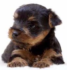 solid black yorkie details of yorkie coloring terrier information center solid black yorkie details of yorkie coloring terrier information center