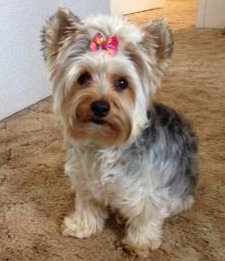 blue gold yorkie details of yorkie coloring terrier information center blue gold yorkie details of yorkie coloring terrier information center