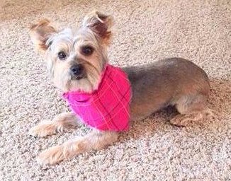 bald yorkie different yorkie haircut styles terrier information bald yorkie different yorkie haircut styles terrier information