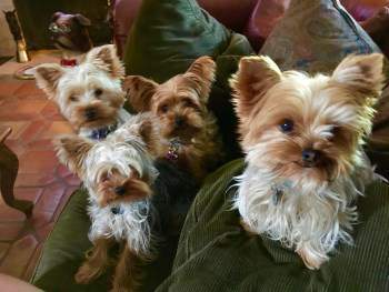 kidney failure in yorkies terrier water issues puppy and kidney failure in yorkies terrier water issues puppy and