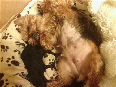 How Long Is A Yorkie Pregnant 91