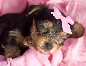 teacup yorkie expectancy teacup miniature and size yorkies terrier information teacup yorkie expectancy teacup miniature and size yorkies terrier information