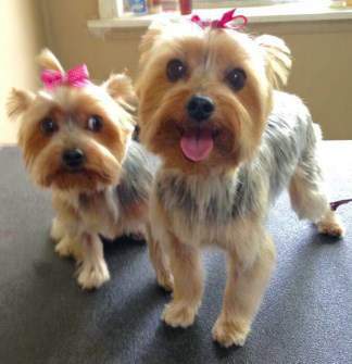 treats for yorkies terrier snacks and treats best choices treats for yorkies terrier snacks and treats best choices