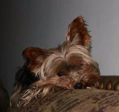 yorkie snoring terrier information center yorkie snoring yorkie snoring terrier information center yorkie snoring