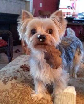 yorkie personality yorkie traits personality and quirks of the terrier yorkie personality yorkie traits personality and quirks of the terrier