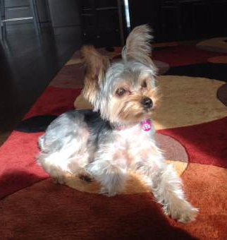 yorkie personality yorkie temperament behavior personality yorkie personality yorkie temperament behavior personality