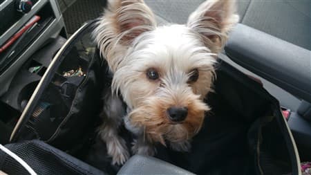 yorkie in car seat the best car seats for yorkie puppies and dogs yorkie in car seat the best car seats for yorkie puppies and dogs