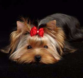 yorkie snoring terrier information center yorkie snoring yorkie snoring terrier information center yorkie snoring