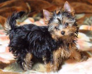 yorkie tails yorkie tails guidelines methods pros and cons yorkie tails yorkie tails guidelines methods pros and cons