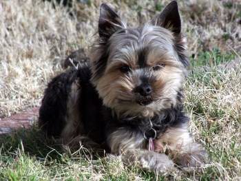yorkie behaviour yorkieinfocenter terrier digging behavior yorkie behaviour yorkieinfocenter terrier digging behavior