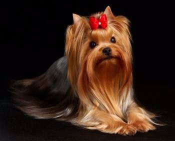 show yorkie terrier shows terrier information center show yorkie terrier shows terrier information center