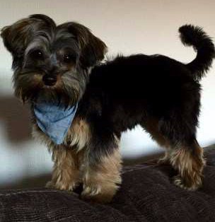 pros and cons of yorkies pros and cons terrier breeds picture pros and cons of yorkies pros and cons terrier breeds picture