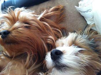 how often should a yorkie puppy eat yorkie sleep information normal requirement and habits how often should a yorkie puppy eat yorkie sleep information normal requirement and habits