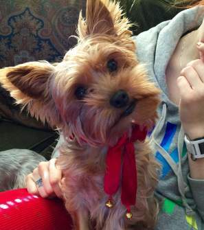 yorkie nose terrier nose issues puppy and senior yorkie nose terrier nose issues puppy and senior
