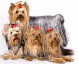 yorkie puppy names for females yorkie names for and terriers yorkie puppy names for females yorkie names for and terriers