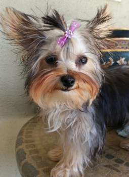 yorkie hair growth yorkie hair terrier information center yorkie hair growth yorkie hair terrier information center