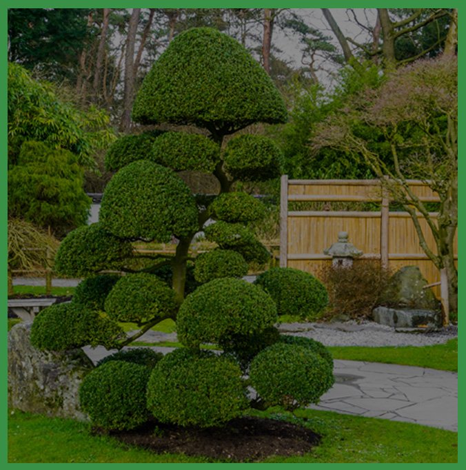 Alliance Tree Service Tree Removal Tree Trimming Ornamental Pruning Suffolk County