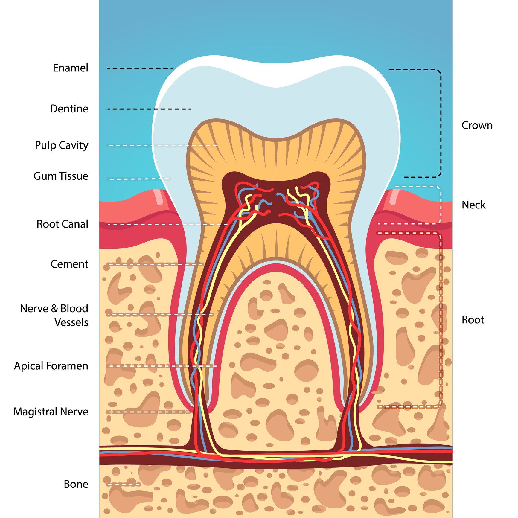 Endodontics Palmdale, CA Posada Dental
