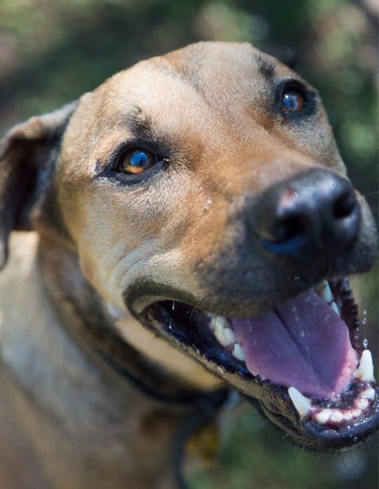 Pet Boarding in Darwin A1 Kennels And Cattery