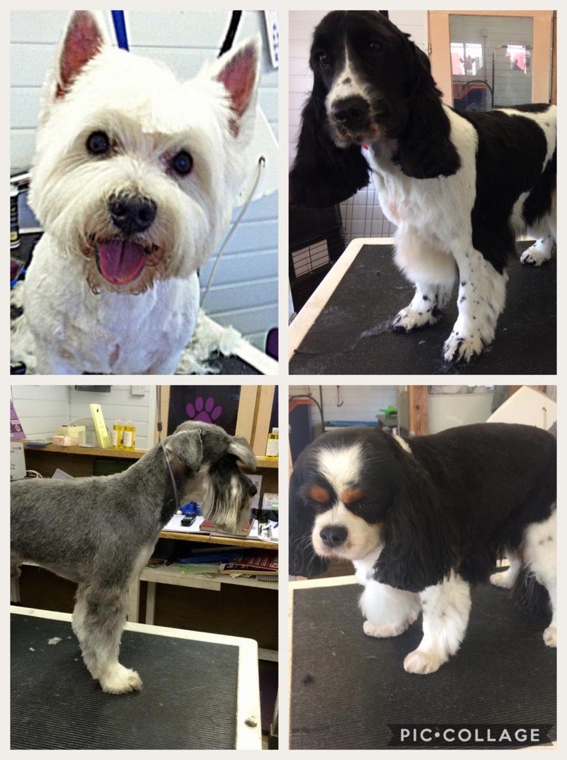 Mucky Paws Dog Grooming & Training