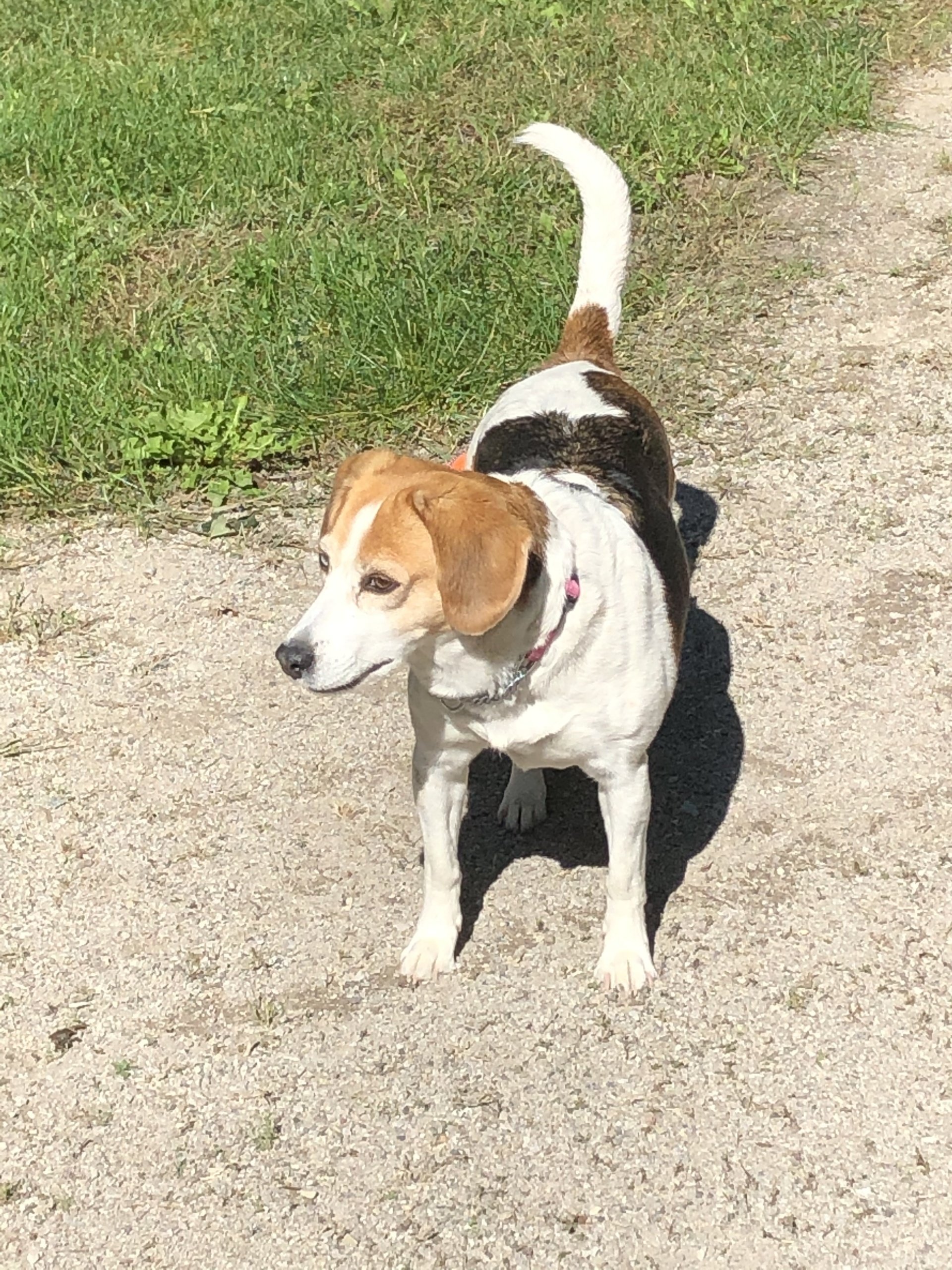 Maple Trails Dog Boarding & Dog Daycare Victoria Harbour