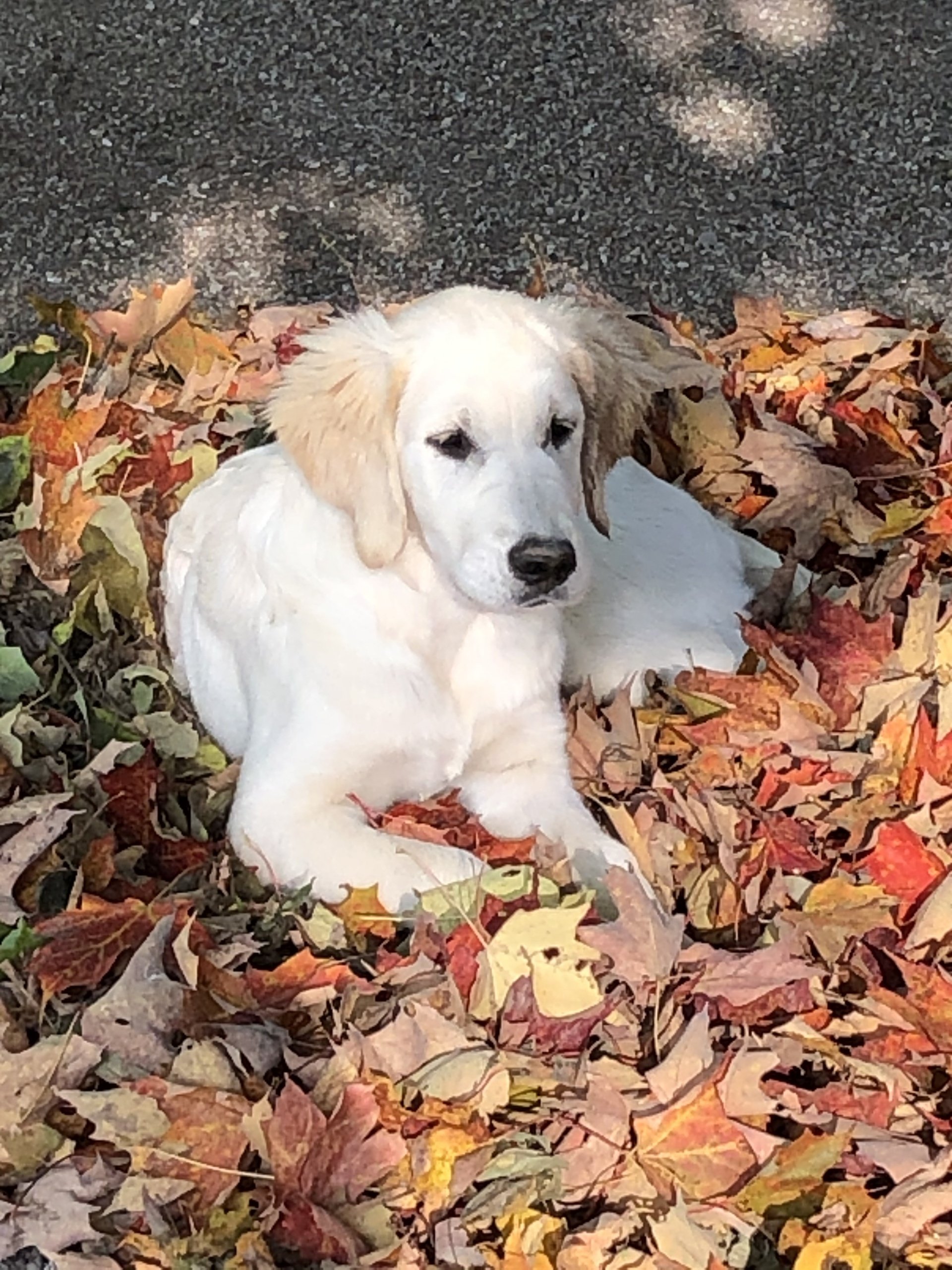 Maple Trails Dog Boarding & Dog Daycare Victoria Harbour
