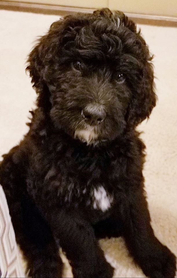 The Collar Club Dog Walking & Pet Sitting with Loving Care