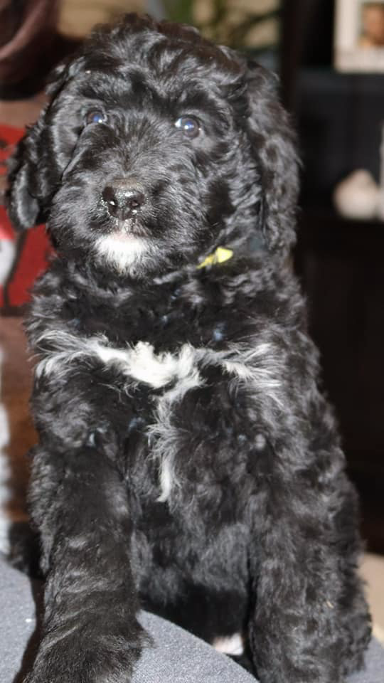 The Collar Club Dog Walking & Pet Sitting with Loving Care