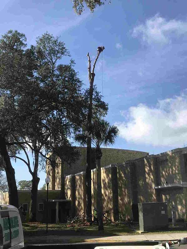 Tree Care Services Middleburg, FL Absolute Tree & Stump, Inc.