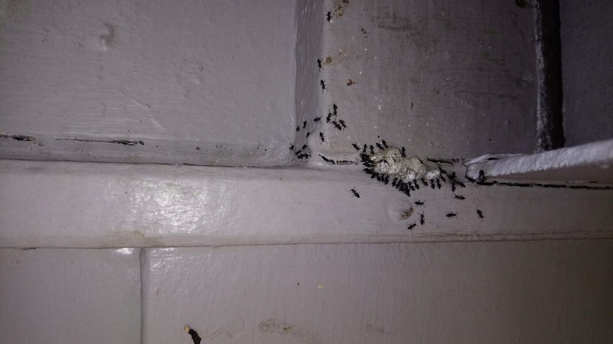 Pest Control in Bundaberg Classic Carpet Cleaning & Pest Control