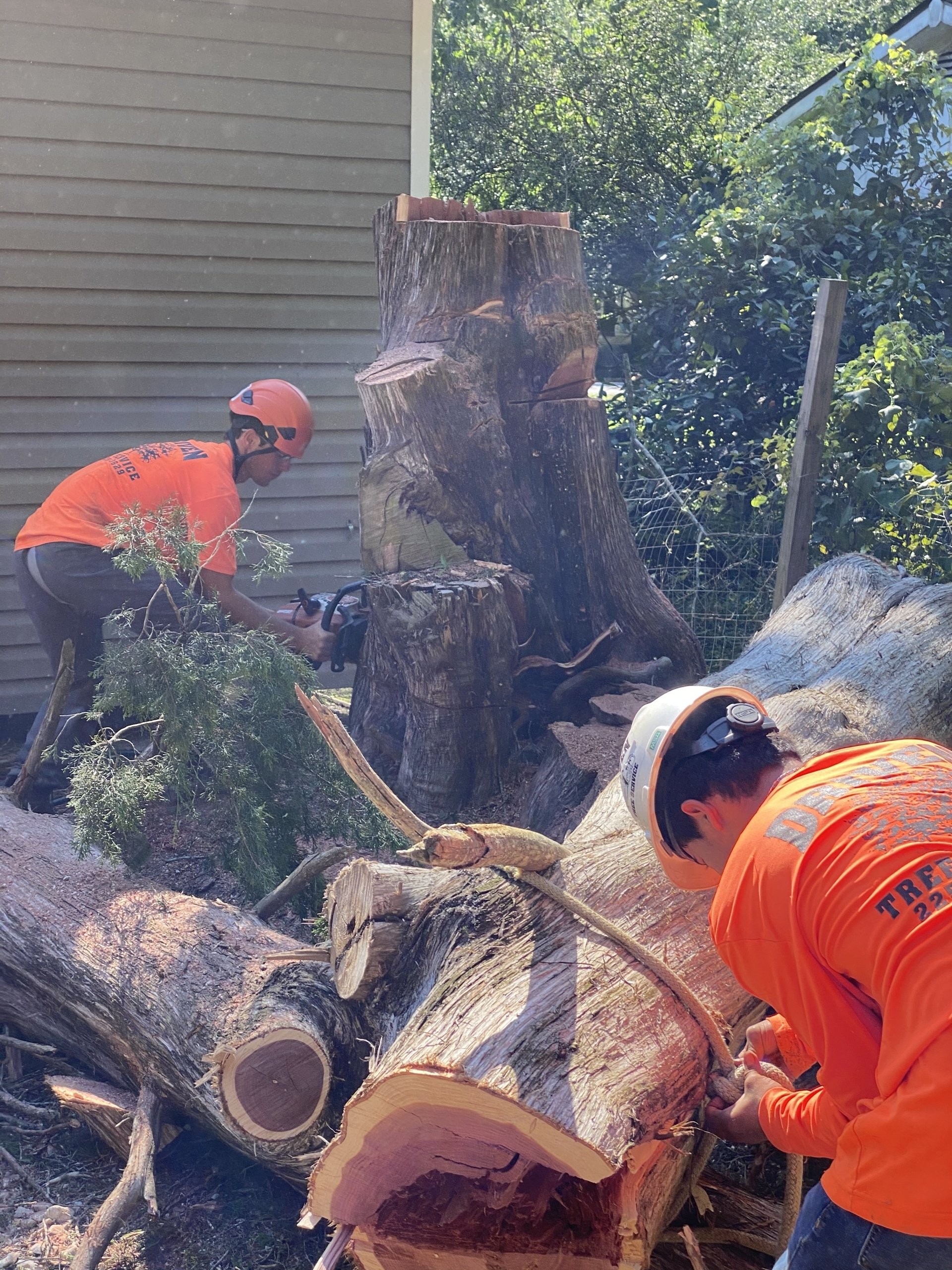 Driven Tree Services About Us Baton Rouge, Louisiana