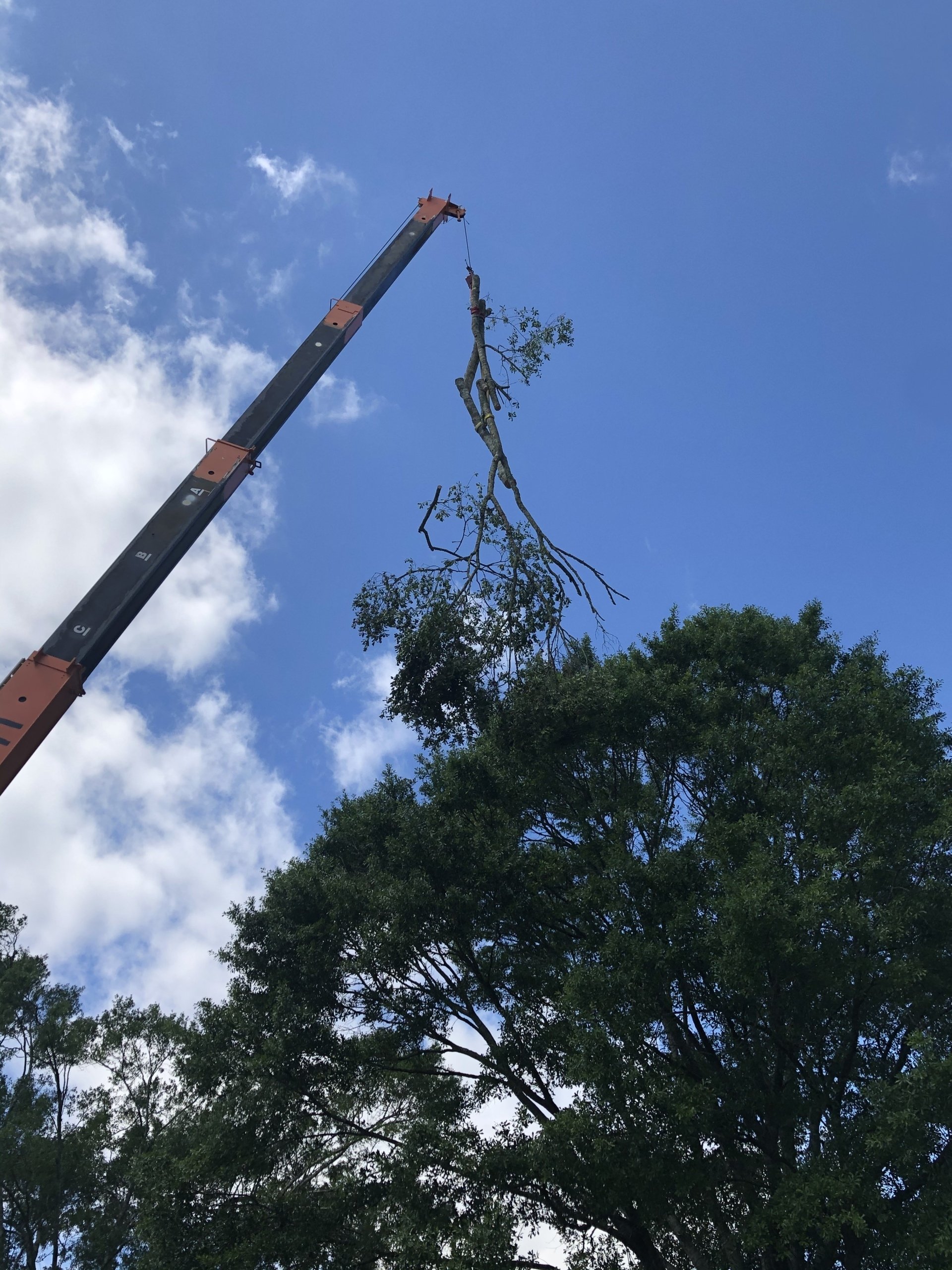 Driven Tree Services Projects Baton Rouge, Louisiana