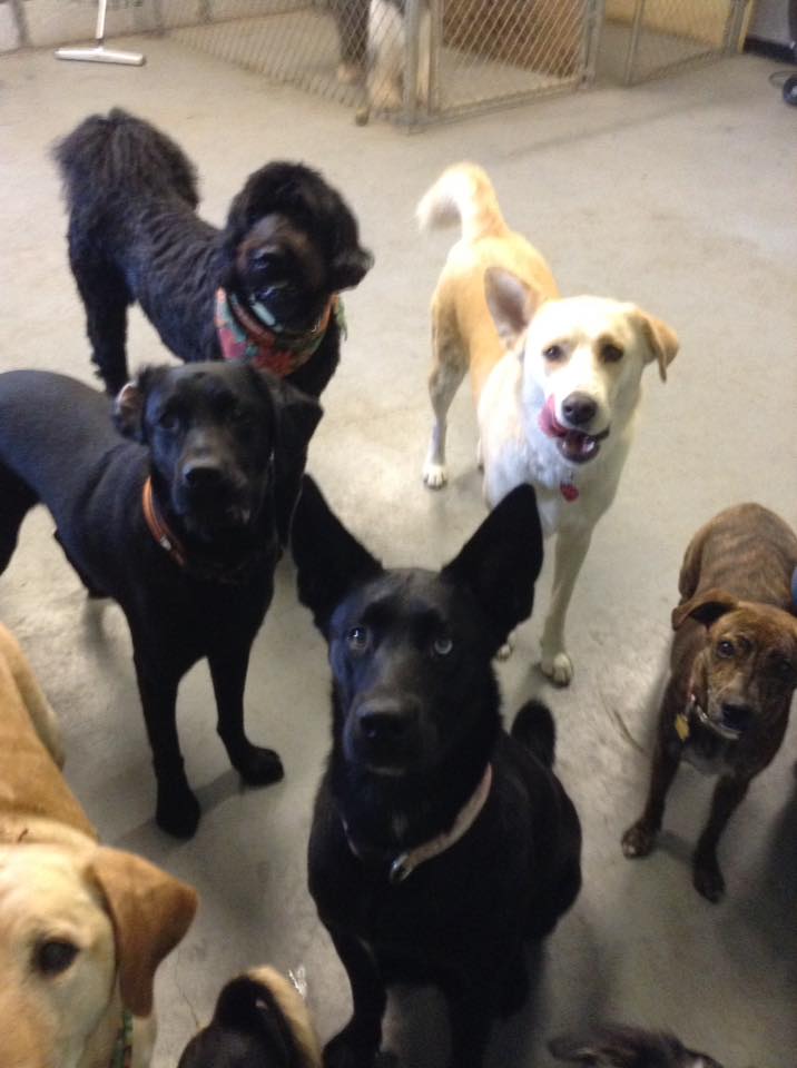 Pet Boarding & Grooming Houston, TX Tiffany Kennels Inc.