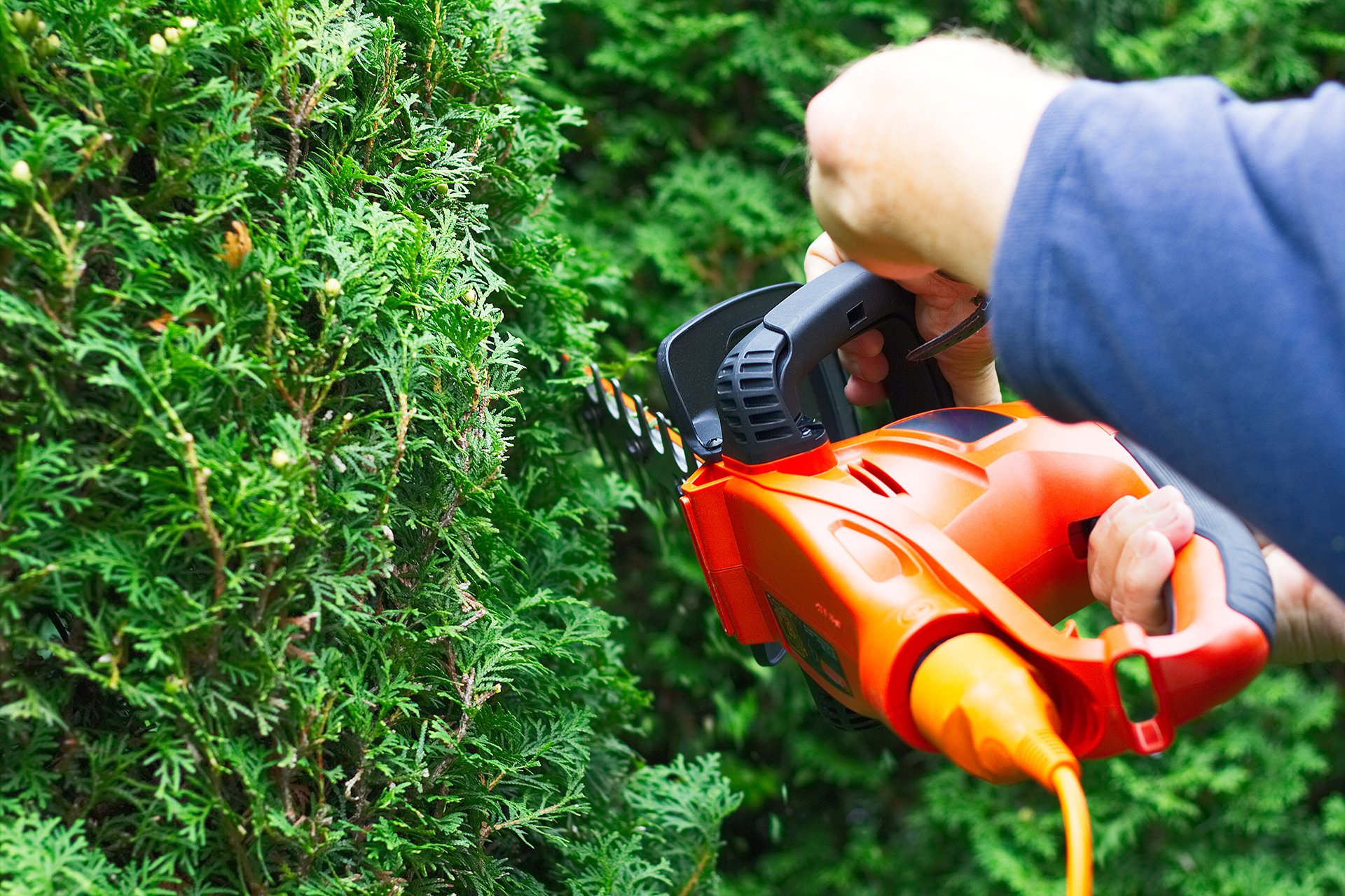 Eden Care Maintenance, Garden Maintenance In Chingford.
