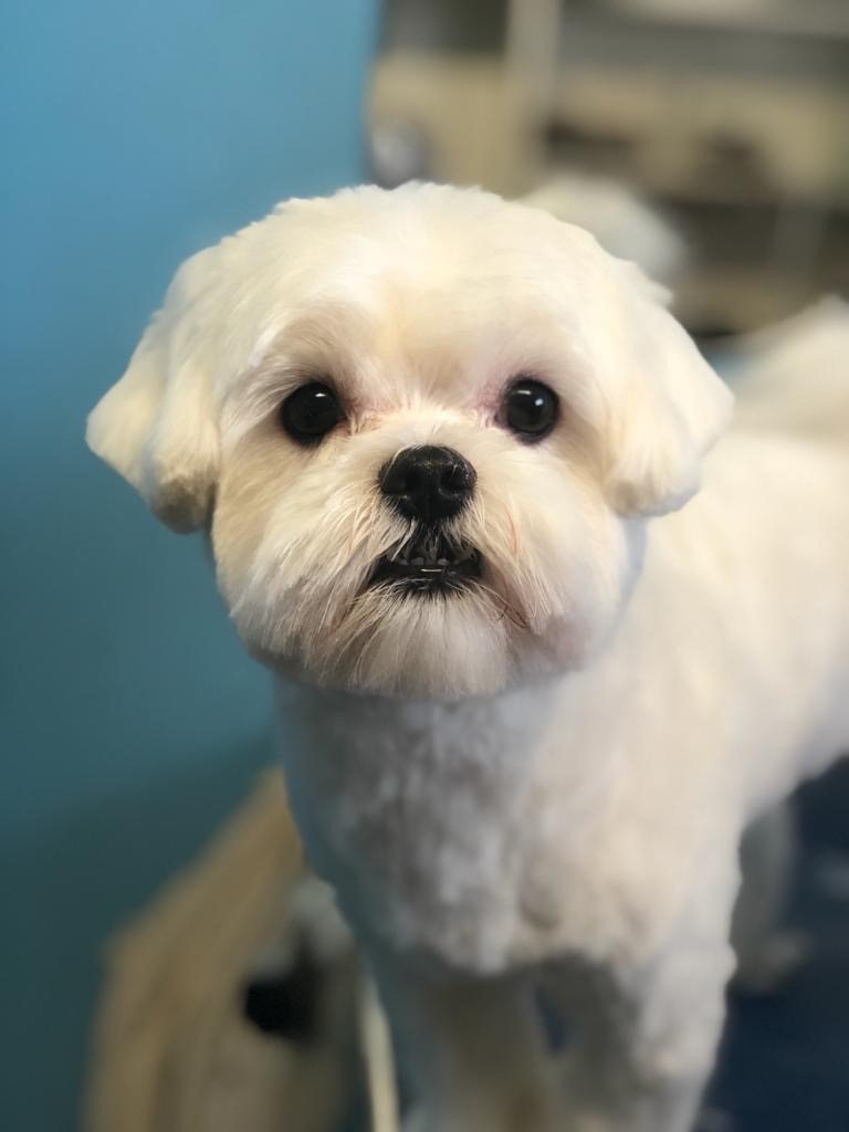 Groomers Miami, FL Bubbles Pet Grooming