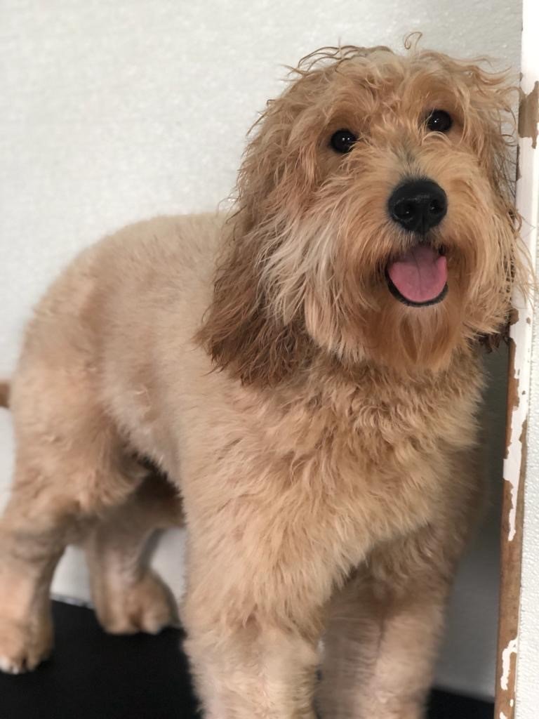 Groomers Miami, FL Bubbles Pet Grooming