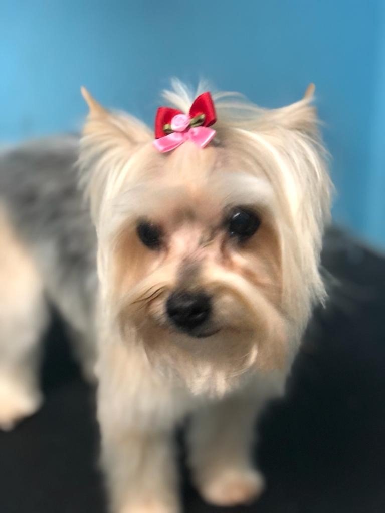 Groomers Miami, FL Bubbles Pet Grooming
