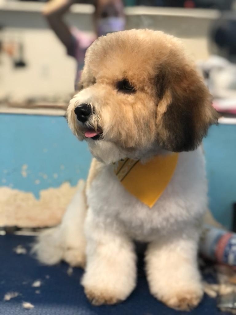 Groomers Miami, FL Bubbles Pet Grooming