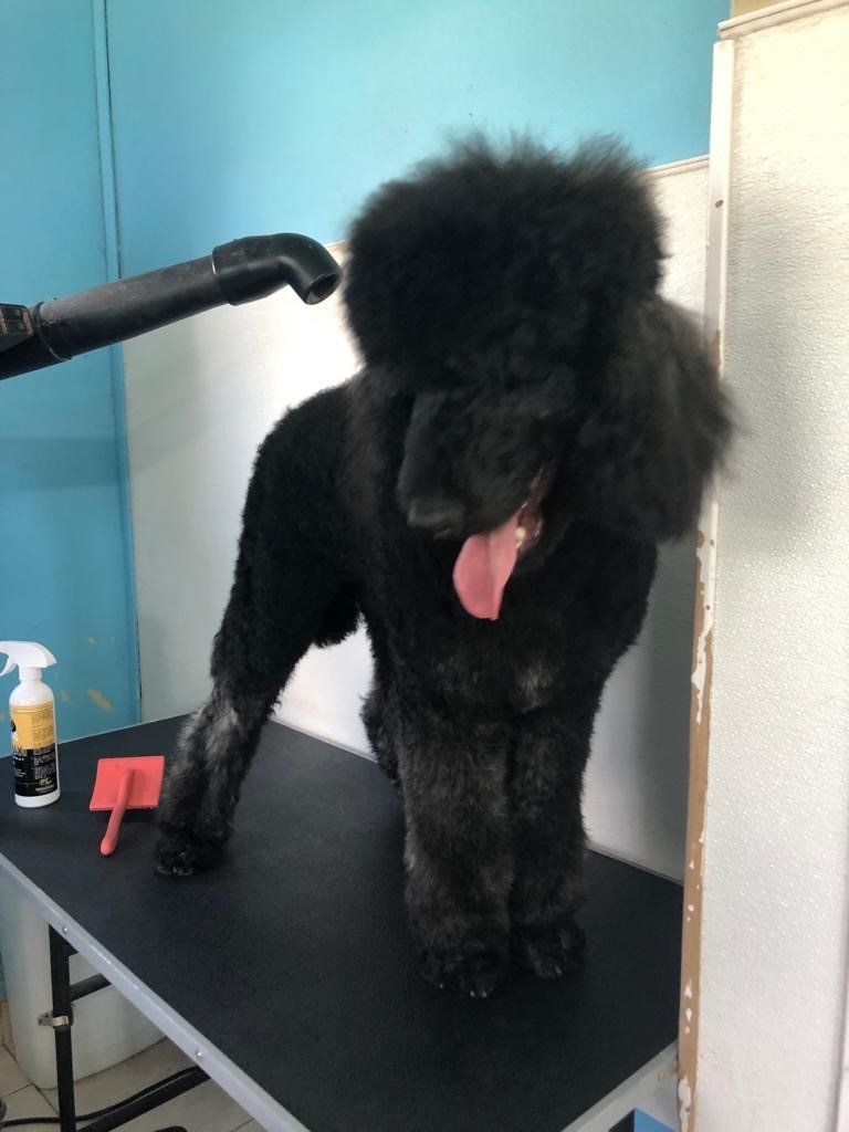 Groomers Miami, FL Bubbles Pet Grooming