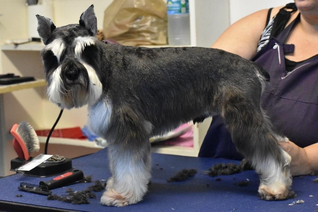 Groomers Miami, FL Bubbles Pet Grooming