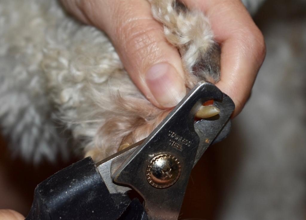 Experienced Dog Groomer Miami, FL Bubbles Pet Grooming