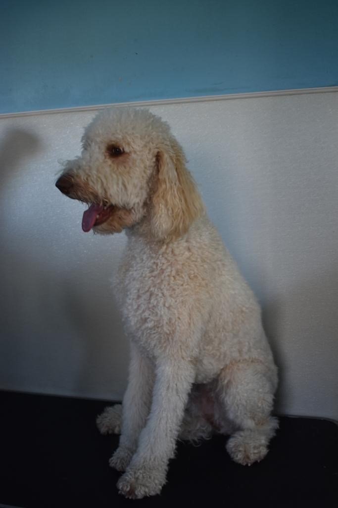 Groomers Miami, FL Bubbles Pet Grooming